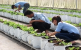 Sinh viên Trung cấp Nông lâm Bình Dương: “Làm nông” khi đang cầm bút