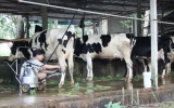Tham gia bảo hiểm nông nghiệp: Mang lại nhiều lợi ích cho người chăn nuôi