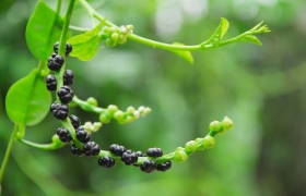 Trái mồng tơi kết chùm... xưa cũ