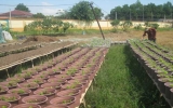 Thai Hoa township farmers busy with flower growing for Tet