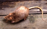 “Hạ” 60 con chuột, được thưởng 1 điện thoại di động