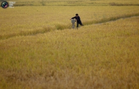 Malnutrition in N.Korea despite better harvests: UN
