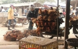 Chính phủ yêu cầu chặn đứng nạn gà lậu, gà thải