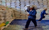 Xuất gạo của VN sẽ đạt lớn nhất từ trước đến nay