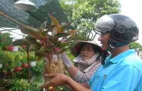 Xuân đến sớm trên các “phố hoa”