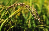日本研究气象数据如何影响水稻基因