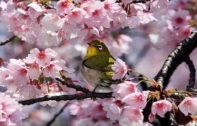 越南广宁省接受由日本赠送的140棵樱花树