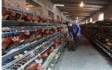 Trung Quốc chấn động vụ nuôi gà bằng hóa chất