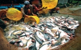 WWF recognises Vietnamese tra fish as safe