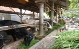 Economic stability on dairy cows