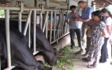 FrieslandCampina Việt Nam hướng dẫn thực hành chăn nuôi bò sữa cho người dân