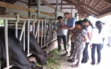 FrieslandCampina Vietnam opens training courses on dairy farming for farmers