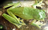 New tree frog species discovered in Vietnam