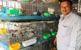 Tran Minh Dung gets rich thanks to breeding pigeons