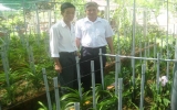 Nông dân phường Bình Chuẩn, TX.Thuận An: Đẩy mạnh phát triển mô hình trồng lan Mokara