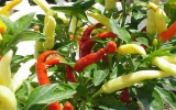 研究发现辣椒素能抑制肌肉萎缩