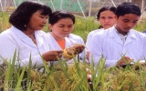 “Mother” of hybrid rice varieties