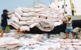 1.000 tỷ đồng lãi suất thấp để thu mua tạm trữ gạo