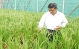 Rice institute transfers new techniques to farmers