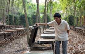 Nuôi ong “du hành”