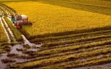 Nam bộ phấn đấu đạt sản lượng lúa trên 10 triệu tấn