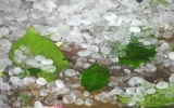 Lào Cai hứng chịu mưa đá có kích cỡ lớn và dày đặc