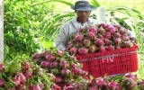 Việt Nam-Hà Lan ký thỏa thuận hợp tác về rau quả