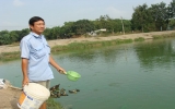 Thị trấn Thái Hòa (Tân Uyên): Duy trì 61 ha diện tích nuôi trồng thủy sản