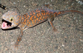 Đi săn tắc kè