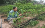 Phú Giáo: Trên 25.000 lượt hộ đạt danh hiệu Nông dân sản xuất, kinh doanh giỏi