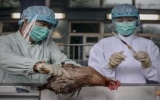 Trung Quốc công bố nguồn gốc chủng virus cúm H7N9