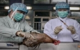 Bắc Kinh phát hiện trường hợp đầu tiên nhiễm virus H7N9