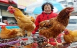 Dịch H7N9 ở Trung Quốc có thể lan xuống phía Nam