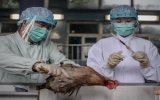 Số ca nhiễm cúm H7N9 tại Trung Quốc liên tục tăng
