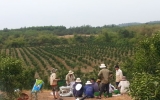 Hieu Liem commune focuses on citrus tree