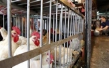 Các nhà khoa học xác nhận cúm H7N9 có nguồn gốc từ gà