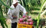 New Zealand assists Vietnam in dragon fruit export