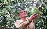 Xã Bạch Đằng (Tân Uyên): Nỗ lực khôi phục vườn bưởi đặc sản