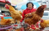 Trung Quốc công bố tài liệu về nguồn gốc của H7N9