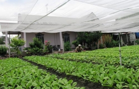 Ước vọng xóm rau