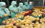 Rau quả Việt được xuất khẩu trở lại sang châu Âu
