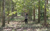 Tân Uyên: Trồng 60 ha vườn cây lưu niệm nhớ ơn Bác
