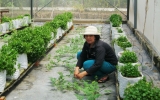 Chanh My communal farmers focus on urban agriculture