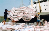 Hoàn thành kế hoạch mua tạm trữ lúa, gạo vụ Đông Xuân năm 2012 - 2013