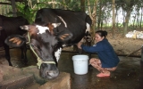 Dairy breeding brings stable income