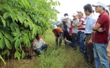 Vietnam rubber research institute, where to refine “white gold”