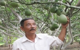 Duong Van Minh, the “king of Bach Dang pomelo”