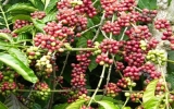 Cánh đồng mẫu cà phê đầu tiên tại Tây Nguyên