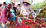 Khai mạc Lễ hội “Lái Thiêu – mùa trái chín” năm 2013: “Cú hích” để khôi phục thương hiệu vườn cây ăn trái Lái Thiêu