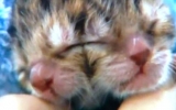 Mèo 2 mặt, 3 mắt chào đời ở Mỹ